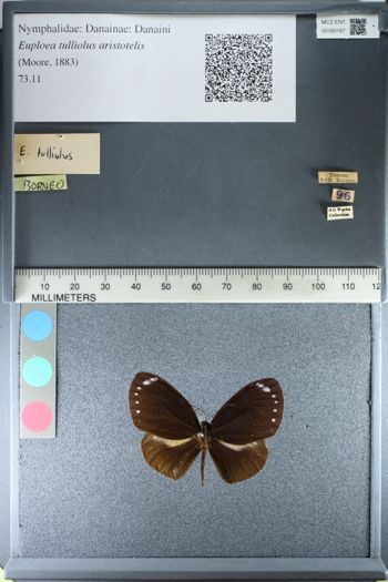 Media type: image;   Entomology 160167